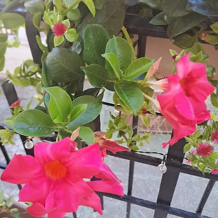 Hortis Bed & Breakfast Tropea