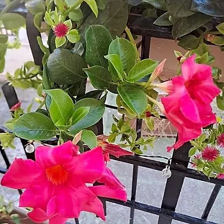 Bed & Breakfast Hortis 4*